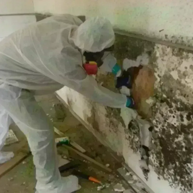 Mold Remediation and Removal in Holland, MI